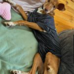 Podenco Lola, 08/2018, ca. 50 cm, 04129 Leipzig