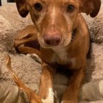 Podenco Lola, 08/2018, ca. 50 cm, 04129 Leipzig