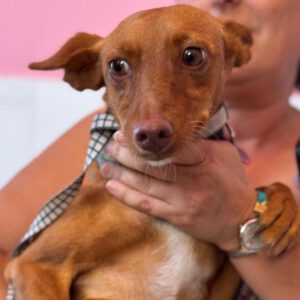 Podenco Lola, 02/2024, ca. 40 cm