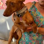 Podenco Lola, 02/2024, ca. 40 cm