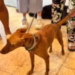 Podenco Lola, 02/2024, ca. 40 cm