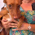 Podenco Lola, 02/2024, ca. 40 cm