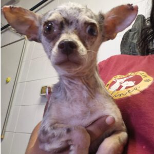 Chihuahua Lorena, 07/2022, ca. 25 cm
