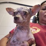 Chihuahua Lorena, 07/2022, ca. 25 cm