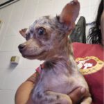 Chihuahua Lorena, 07/2022, ca. 25 cm