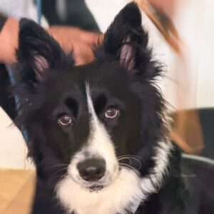 Border Collie Lucero, 06/2025, ca. 48 cm, 16766 Kremmen