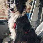 Border Collie Lucero, 06/2025, ca. 48 cm, 16766 Kremmen