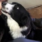 Border Collie Lucero, 06/2025, ca. 48 cm, 16766 Kremmen