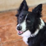 Border Collie Lucero, 06/2025, ca. 48 cm, 16766 Kremmen