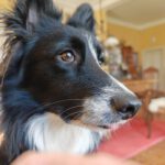 Border Collie Lucero, 06/2025, ca. 48 cm, 16766 Kremmen