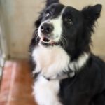Border Collie Lucero, 06/2025, ca. 48 cm, 16766 Kremmen