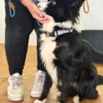 Border Collie Lucero, 06/2025, ca. 48 cm, 16766 Kremmen