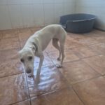 Podenco Luci , 02/2026, Endgröße  ca. 45 cm