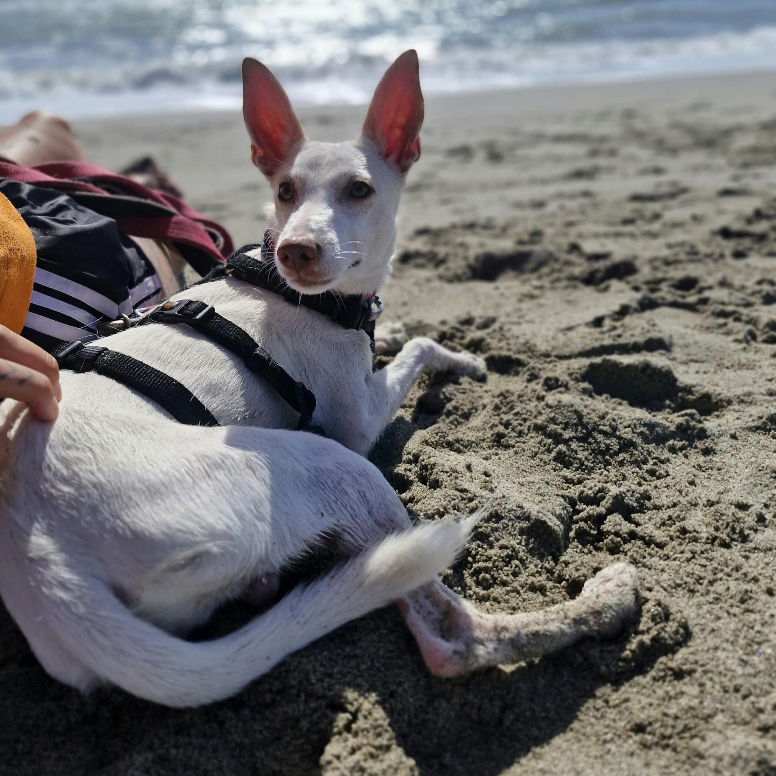 Podenco Luci , 02/2026, Endgröße ca. 45 cm