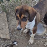 Mischling Lucky, 03/2026, Endgröße ca. 55 cm