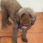 Wasserhund Luna, 02/2022, ca. 50 cm