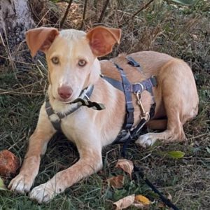 Podenco Mischling Malibu, 04/2026, Endgröße ca. 42 cm, 84424 Isen