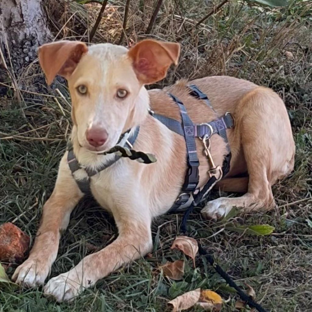 Podenco Mischling Malibu, 04/2026, Endgröße ca. 42 cm, 84424 Isen