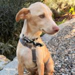Podenco Mischling Malibu, 04/2026, Endgröße ca. 42 cm, 84424 Isen