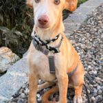 Podenco Mischling Malibu, 04/2026, Endgröße ca. 42 cm, 84424 Isen