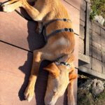 Podenco Mischling Malibu, 04/2026, Endgröße ca. 42 cm, 84424 Isen