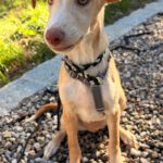 Podenco Mischling Malibu, 04/2026, Endgröße ca. 42 cm, 84424 Isen