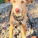Podenco Mischling Malibu, 04/2026, Endgröße ca. 42 cm, 84424 Isen