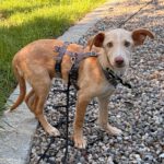 Podenco Mischling Malibu, 04/2026, Endgröße ca. 42 cm, 84424 Isen