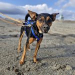 Pinscher Mischling Manolito, 11/2021, ca. 30 cm
