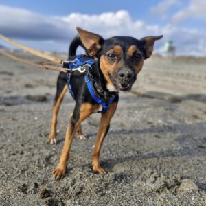 Pinscher Mischling Manolito, 11/2021, ca. 30 cm