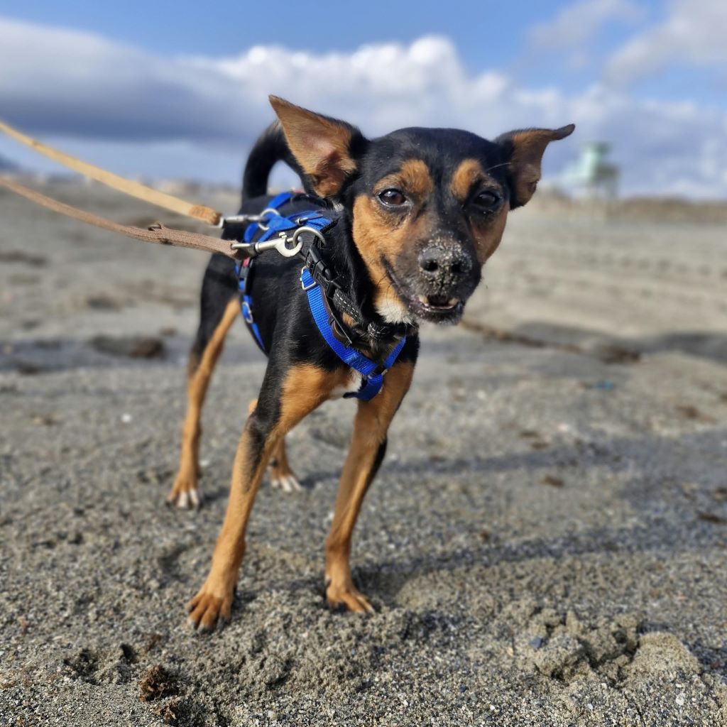 Pinscher Mischling Manolito, 11/2021, ca. 30 cm