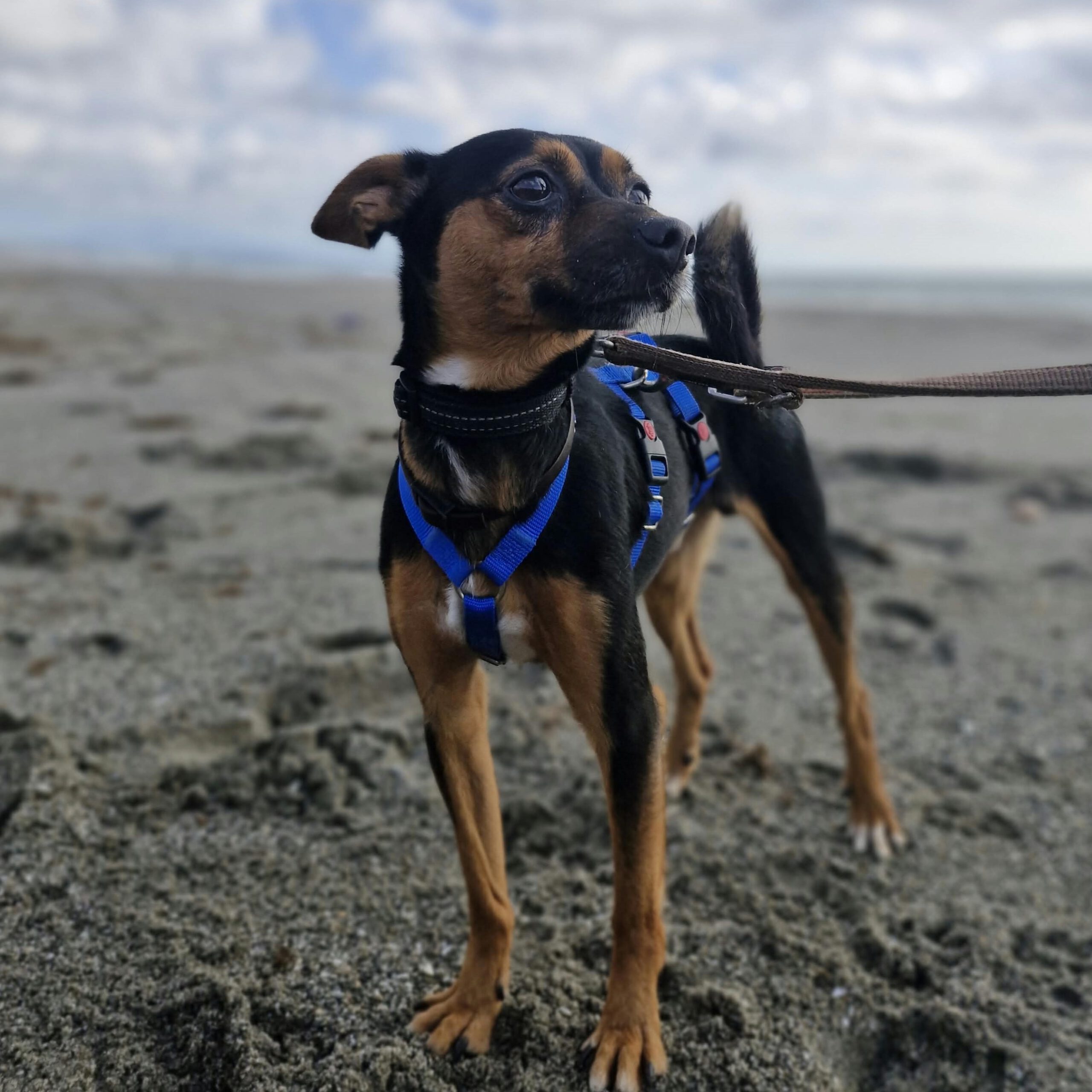 Pinscher Mischling Manolito, 11/2021, ca. 30 cm