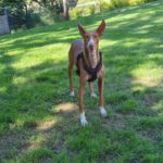Podenco Manuela, 11/2022, ca. 55 cm, 88422 Kanzach
