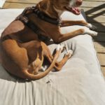 Podenco Manuela, 11/2022, ca. 55 cm, 88422 Kanzach