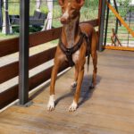 Podenco Manuela, 11/2022, ca. 55 cm, 88422 Kanzach