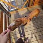 Podenco Manuela, 11/2022, ca. 55 cm, 88422 Kanzach