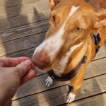 Podenco Manuela, 11/2022, ca. 55 cm, 88422 Kanzach
