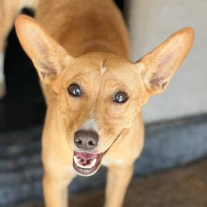 Podenco Maria, 02/2025, ca. 45 cm