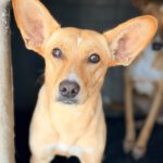 Podenco Maria, 02/2025, ca. 45 cm