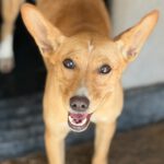 Podenco Maria, 02/2025, ca. 45 cm
