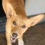 Podenco Maria, 02/2025, ca. 45 cm