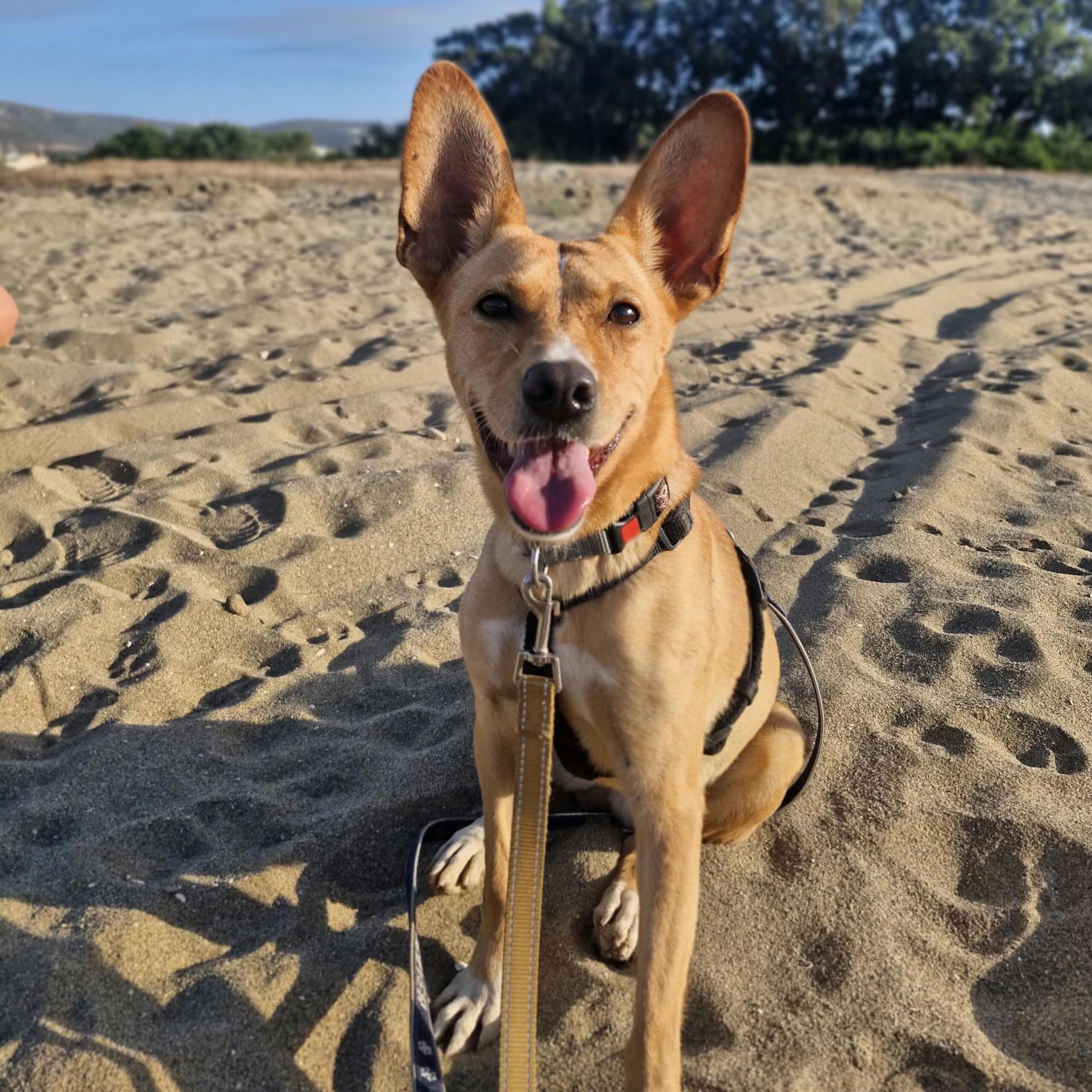 Podenco Maria, 02/2025, ca. 45 cm