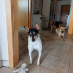 Bodeguero Mischling Minnie, 03/2023, ca. 32 cm, 27624 Geestland