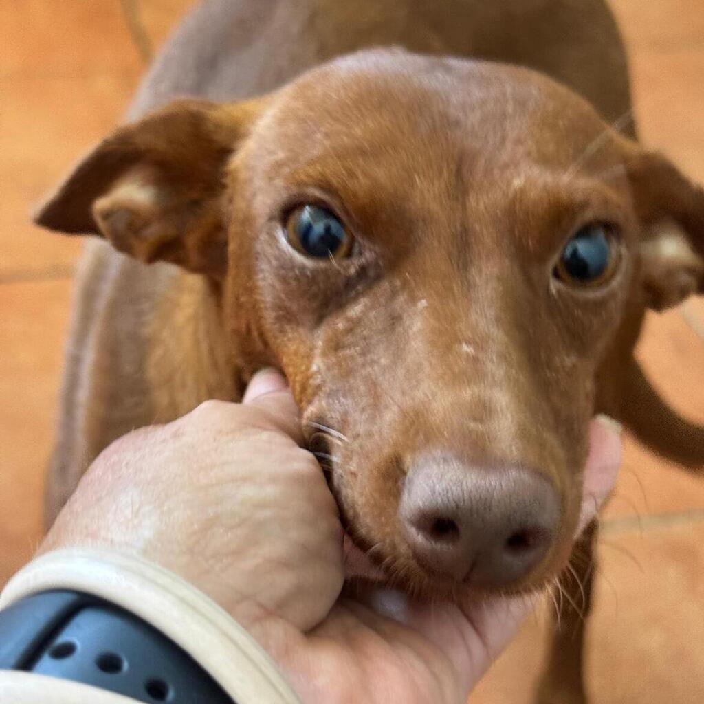 Podenco Mirella, 02/2024, ca. 45 cm