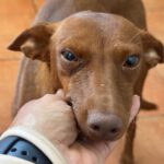 Podenco Mirella, 02/2024, ca. 45 cm