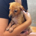 Podenco-Chihuahua-Mischling Iris, 05/2026, Größe ca. 20-25 cm