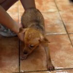 Podenco-Chihuahua-Mischling Iris, 05/2026, Größe ca. 20-25 cm