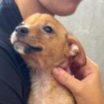 Podenco-Chihuahua-Mischling Iris, 05/2026, Größe ca. 20-25 cm