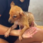 Podenco-Chihuahua-Mischling Iris, 05/2026, Größe ca. 20-25 cm