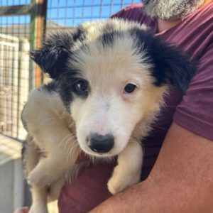 Border Collie Mocoso, 06/2026, Endgröße ca. 53 cm